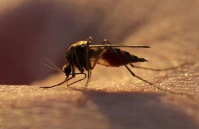 dengue expert